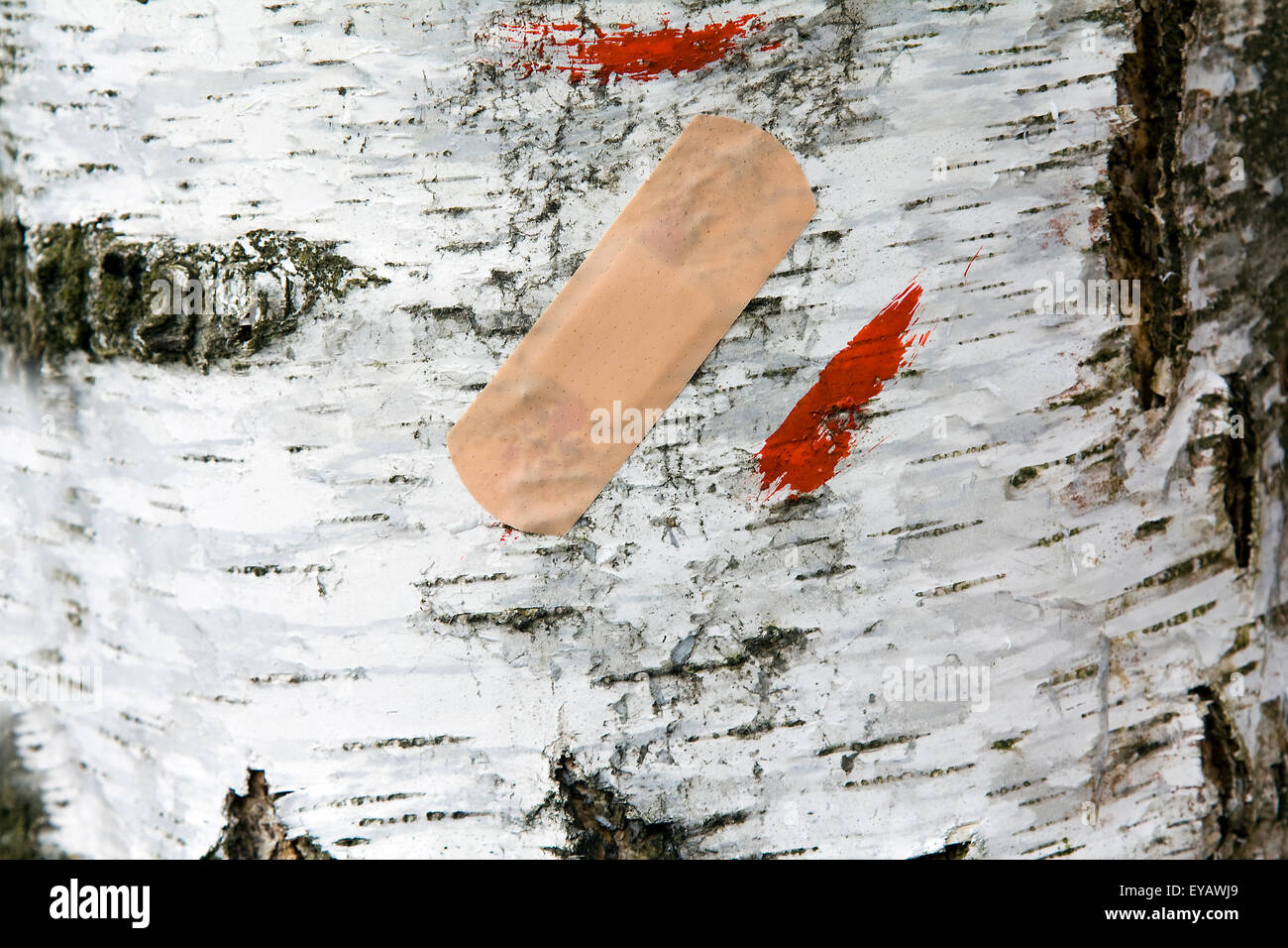 birch bark Stock Photo Alamy