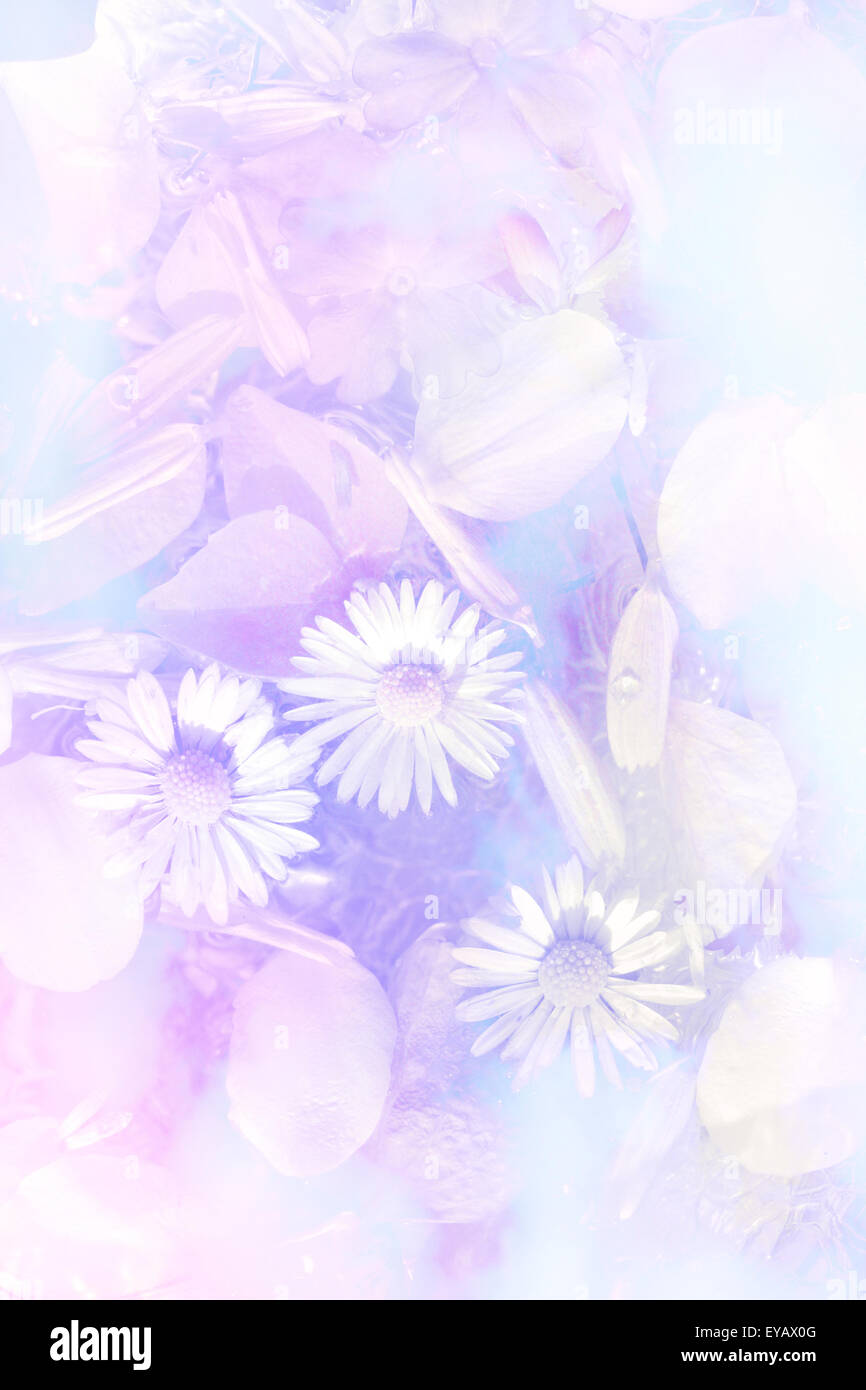 Pretty daisies subtle artistic background in blue, white and violet Stock  Photo - Alamy