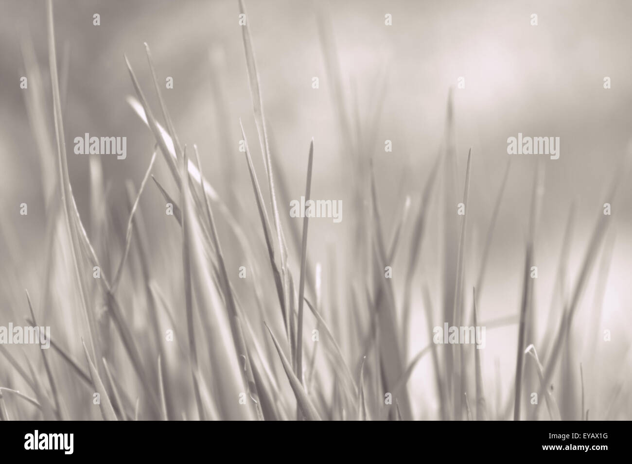 Young grass close up in gray background Stock Photo