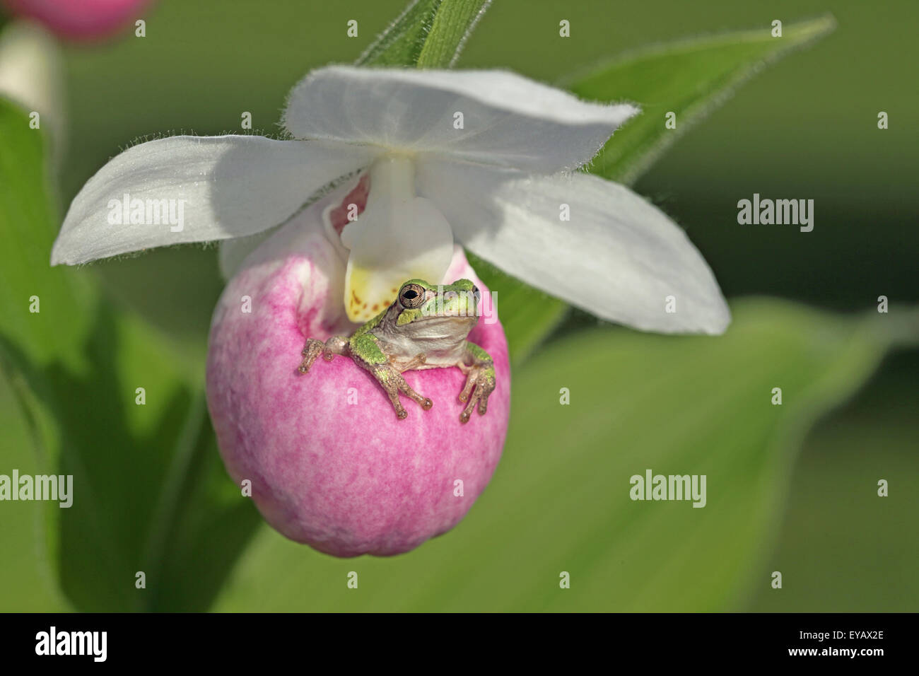 Showy Lady's-slipper (Cypripedium reginae) Stock Photo