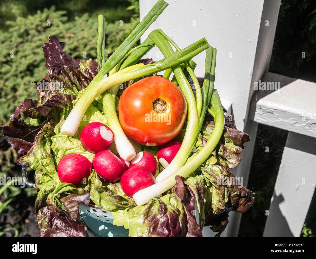 Farmers' market basket of leaf lettuce, scallions, radishes and tomato Stock Photo