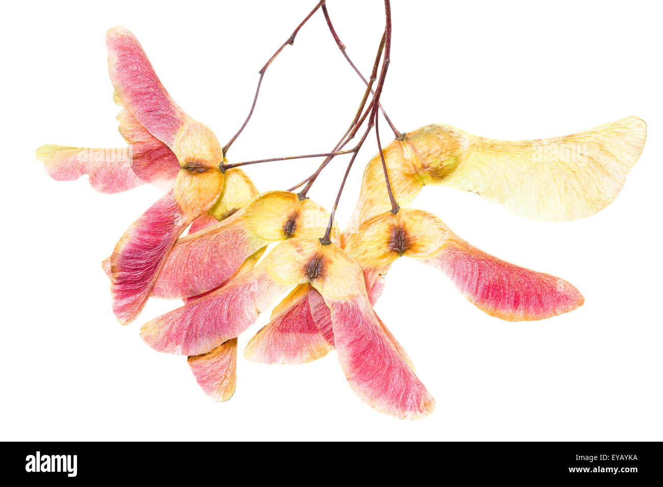 Sycamore maple seed hires stock photography and images Alamy