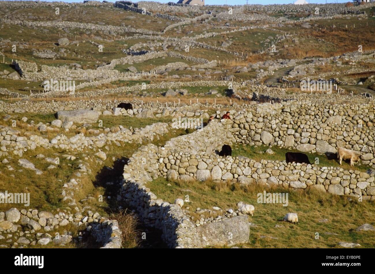 Bloody Foreland, Co Donegal, Ireland; Stone Walls Surrounding Livestock Stock Photo