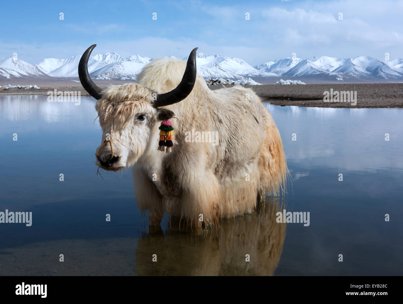 Chilly paddle. White yak in Lake Namtso Tibet Stock Photo