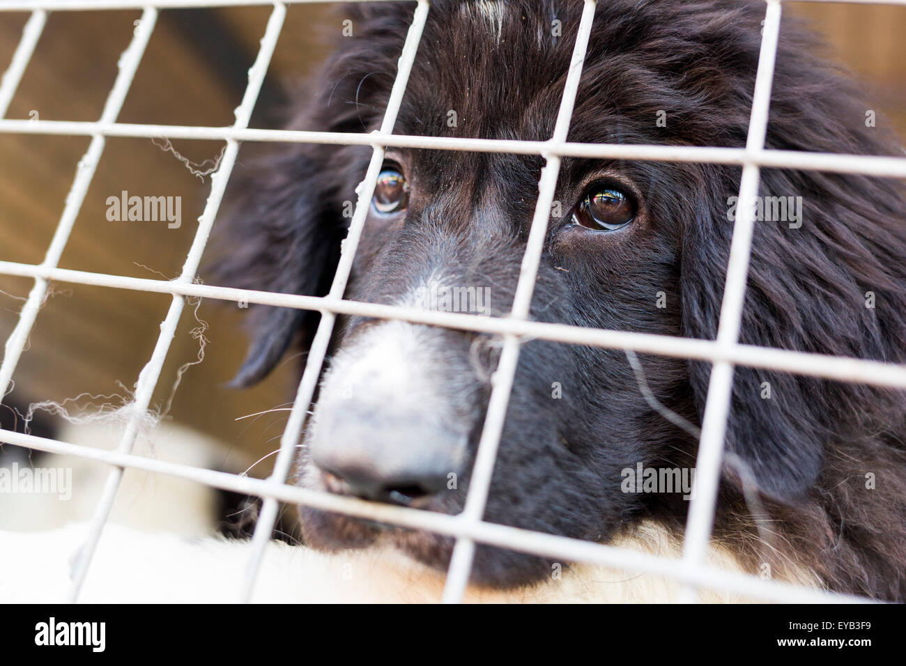 Homeless and ownerless sad dogs are kept in cages Stock Photo Alamy