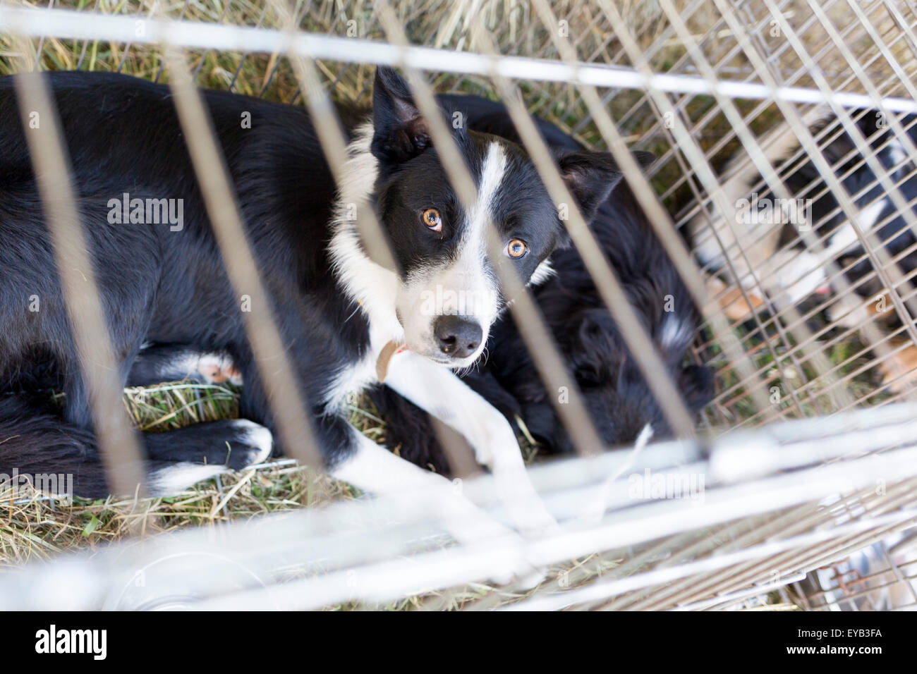 Should Dogs Be Kept In A Cage at James Vanwyk blog