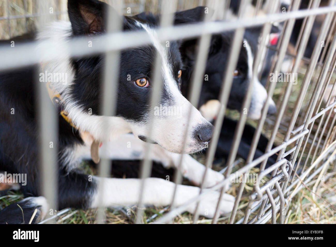 Homeless and ownerless sad dogs are kept in cages Stock Photo Alamy