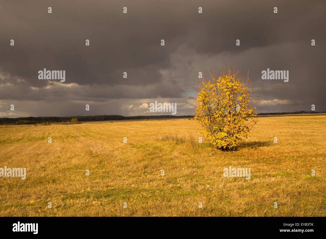 trees in autumn Stock Photo - Alamy