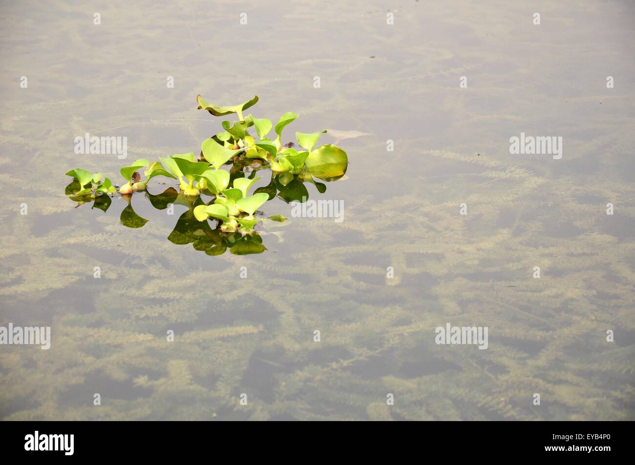duckweed  floating in the lake titiwangsa kuala lumpur malaysia Stock Photo