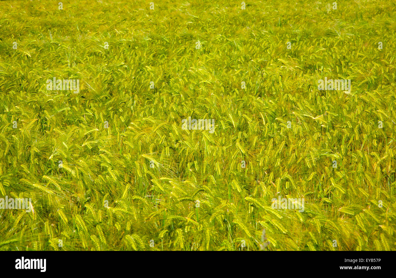 Field with growing green barley crop in summer, Shottisham, Suffolk, England, UK Stock Photo