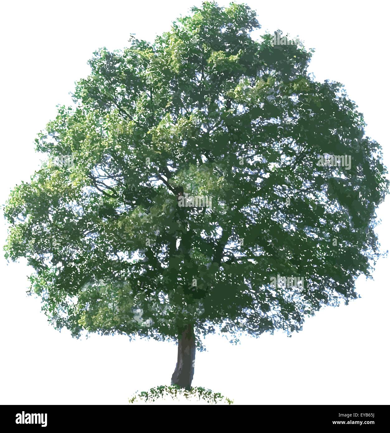Oak Tree Vector Illustration Cutout Stock Vector