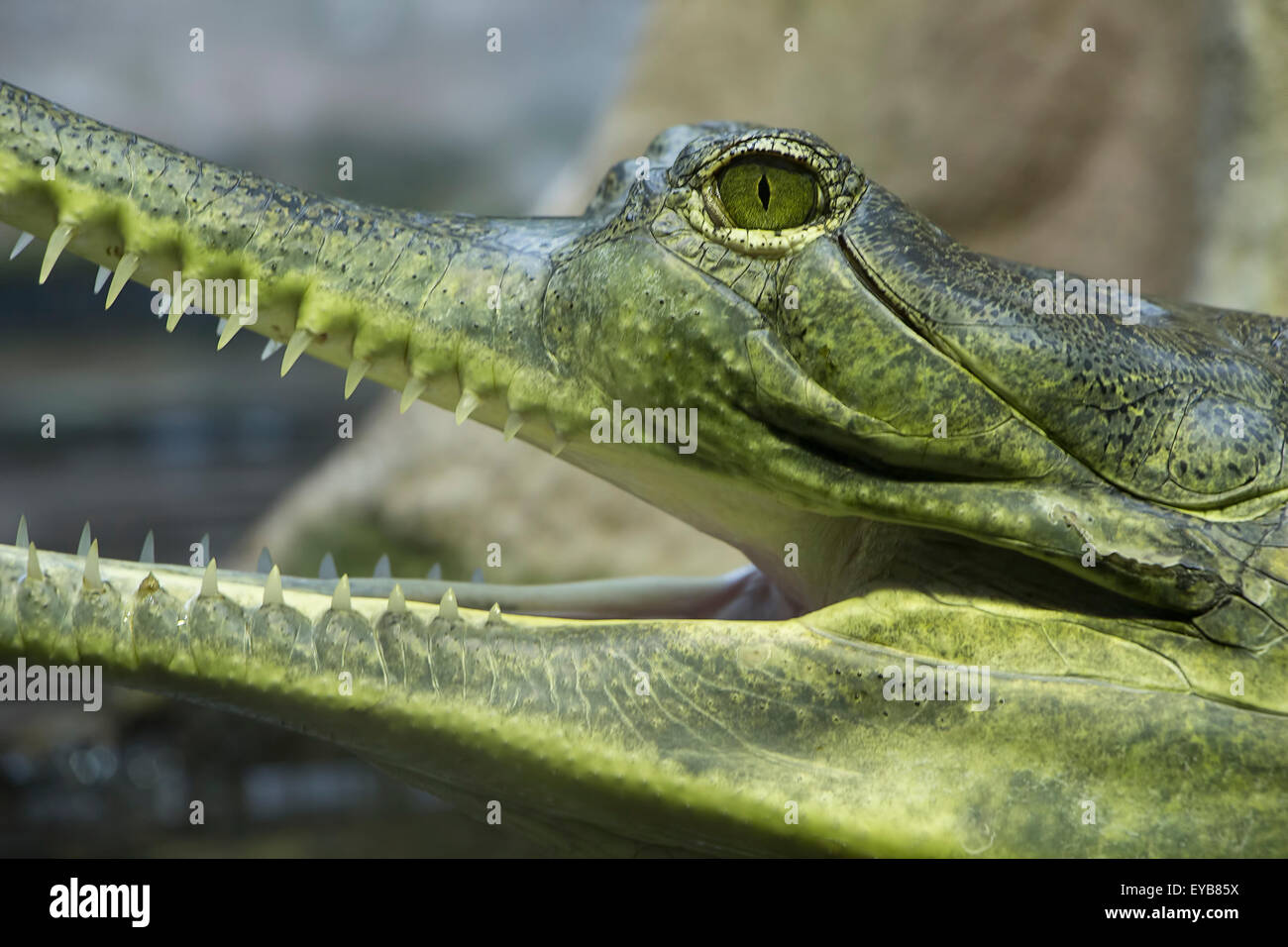 Crocodile, Gavialis Gangecitus eye and teeth detail. Close up portait. Stock Photo