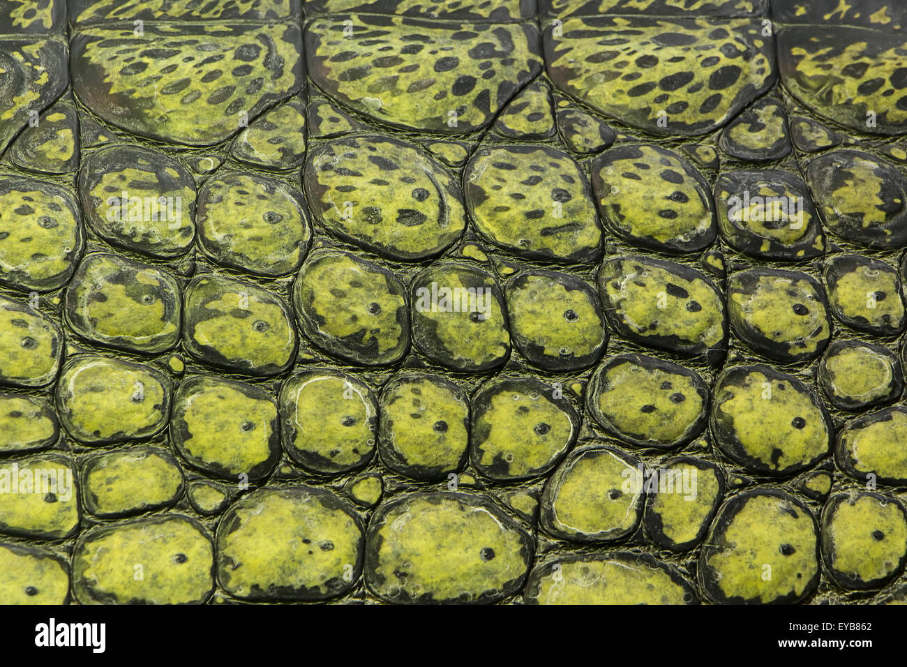 Pattern green crocodile skin hi-res stock photography and images - Alamy