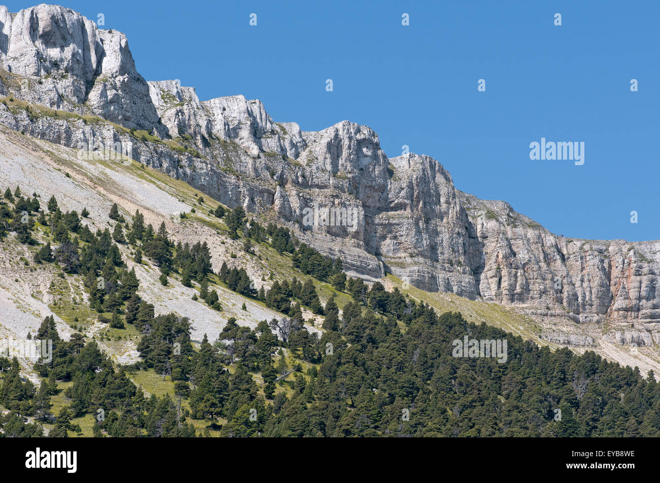 Silver fir forest in the Buech Valley. Vercors Regional Park. Isere. French Alps. France Stock Photo