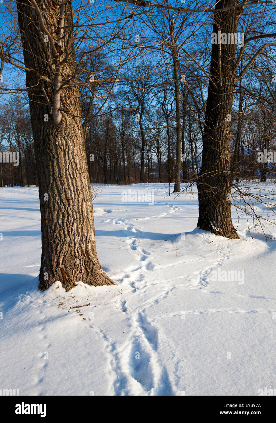 traces on snow Stock Photo Alamy