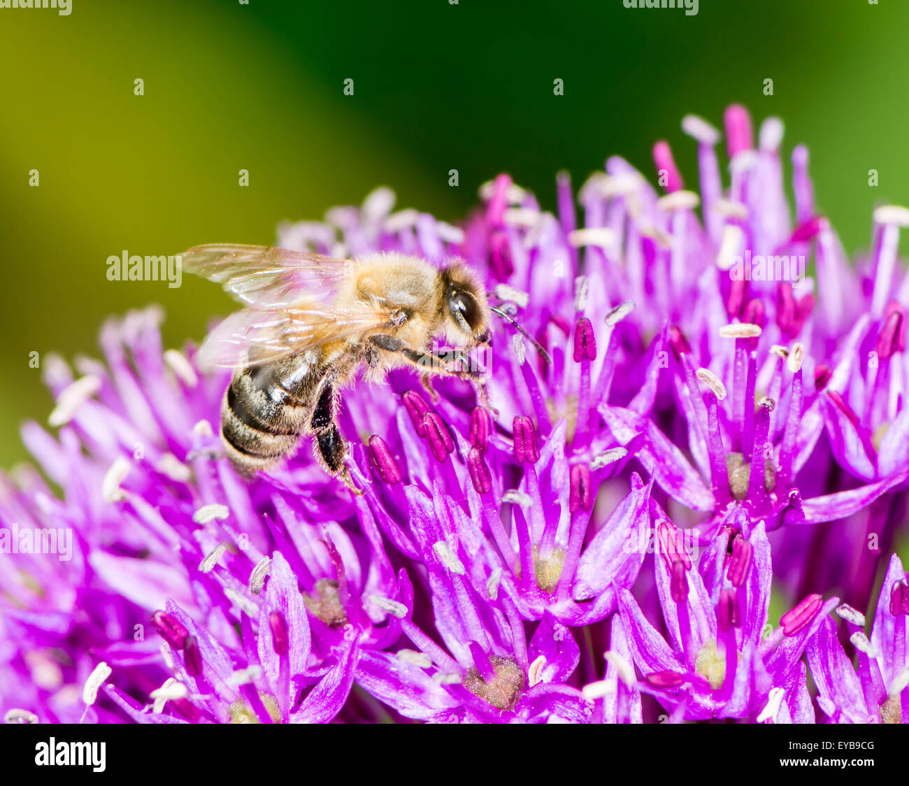 Bee collecing pollen on a purple giant onion flower (Allium Giganteum