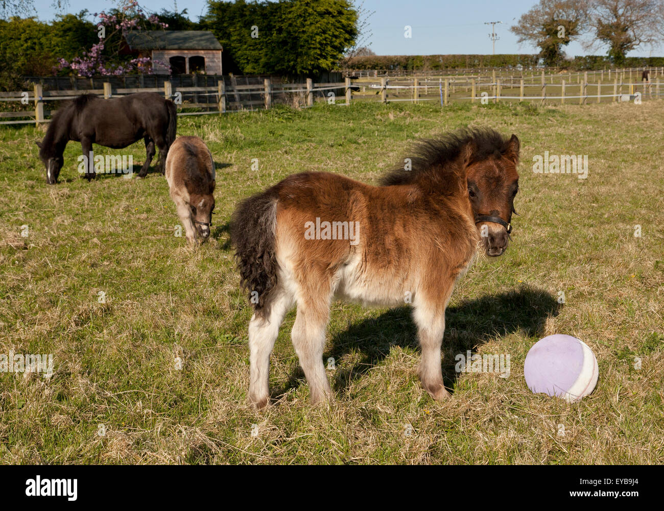 A mare and two foals in a field Stock Photo