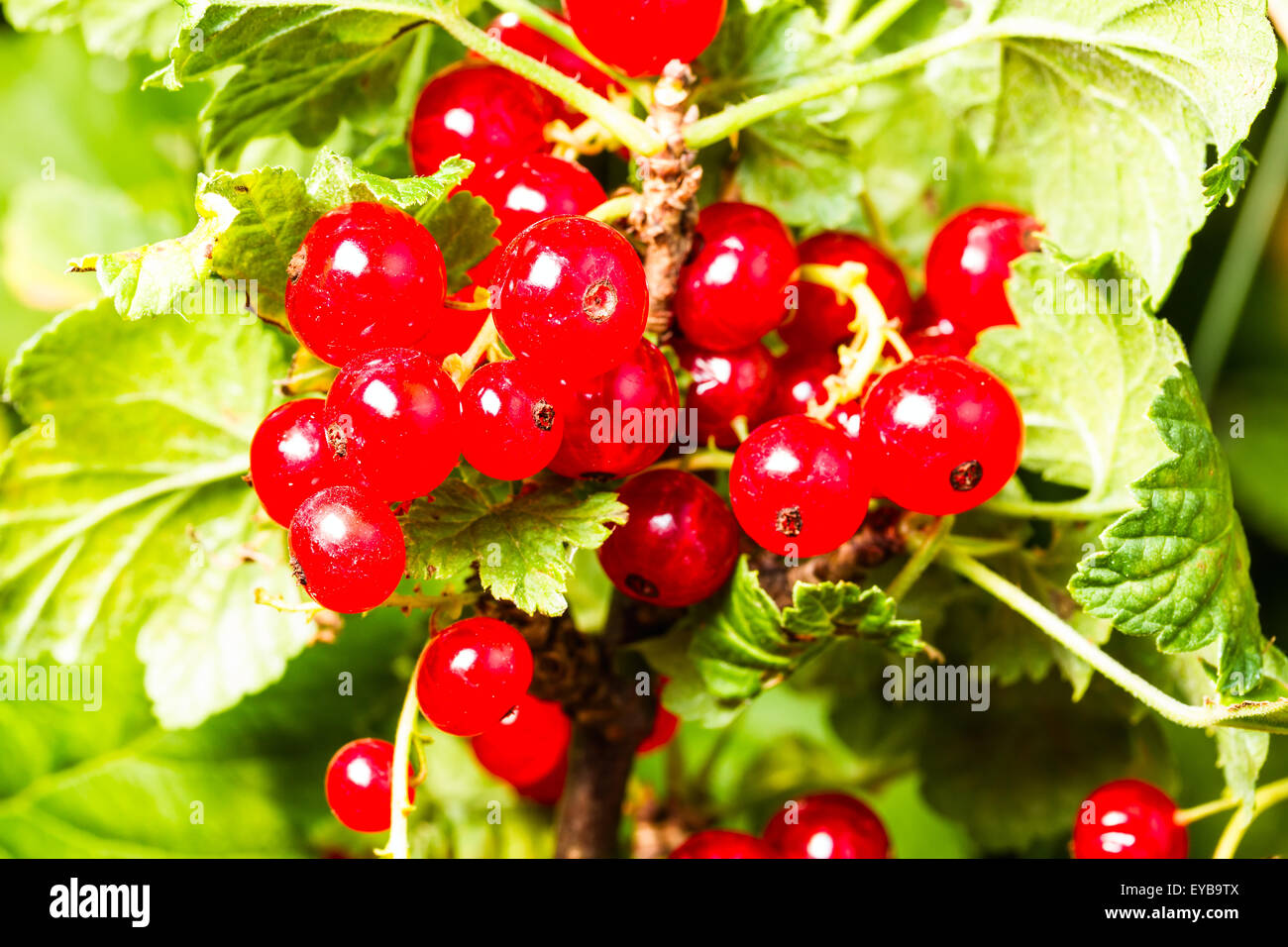 redcurrant on green background Stock Photo