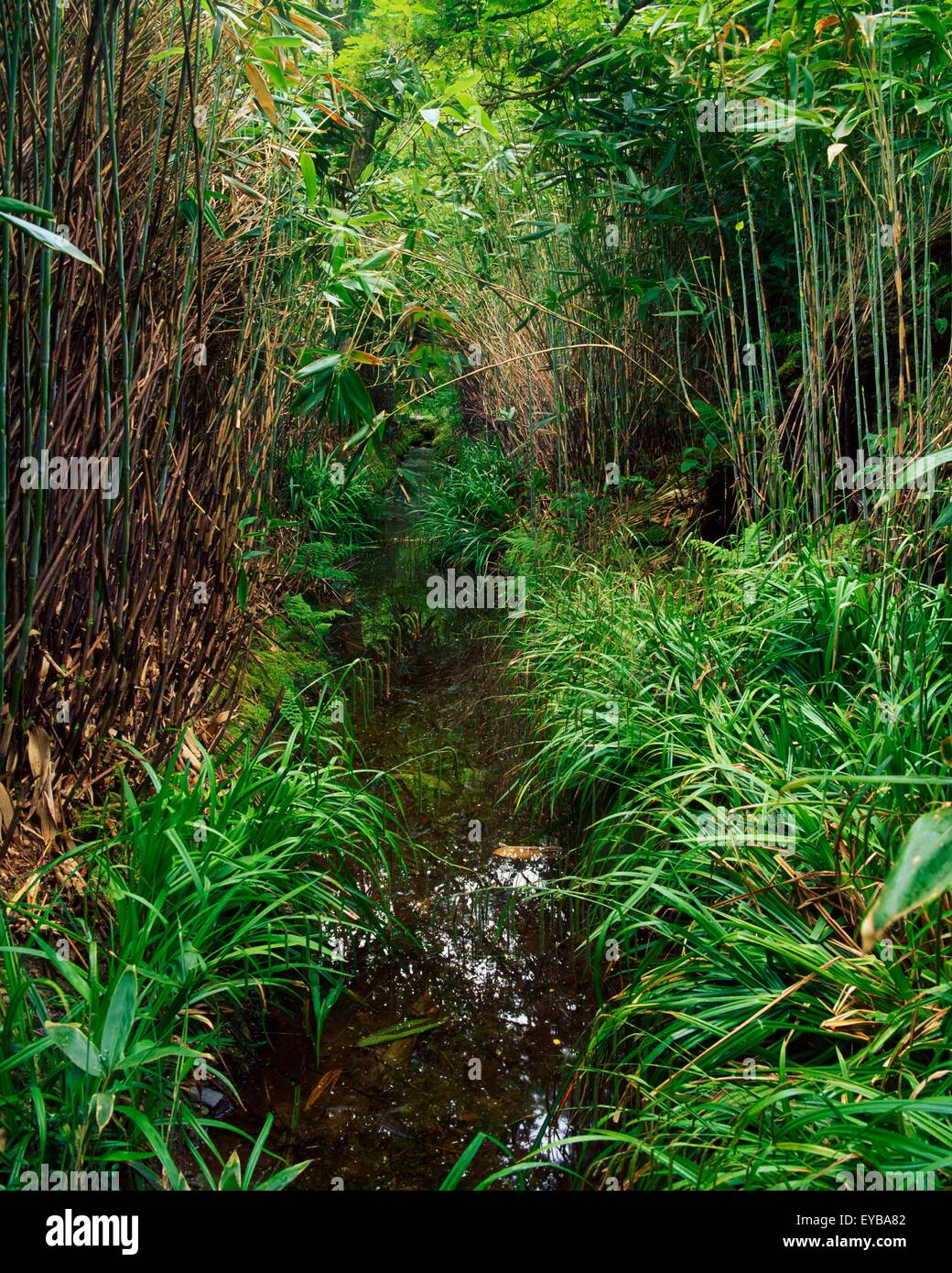 Bamboo garden during summer hires stock photography and images Alamy