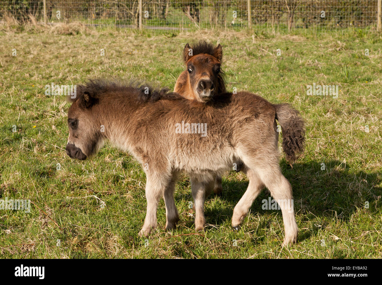 Two young foals playing in a grass paddock Stock Photo