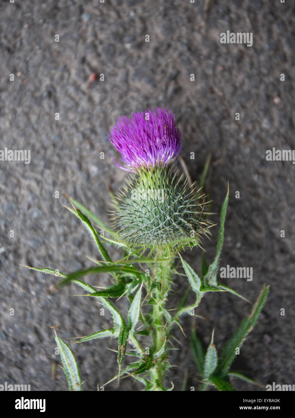 Wild thistles from Scotland Stock Photo Alamy