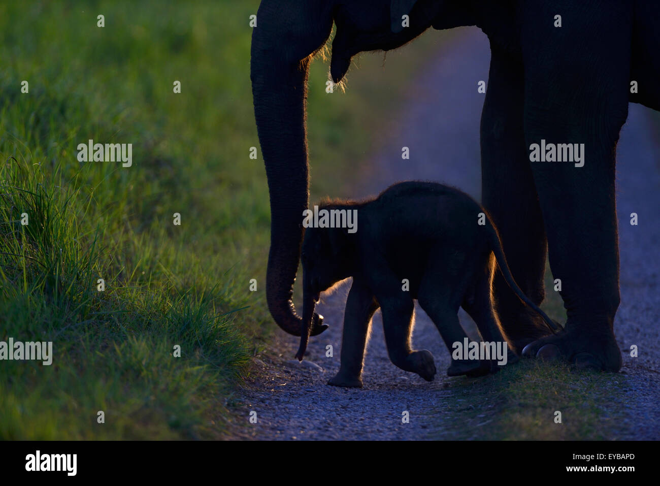 Elephant Back Legs Stock Photos & Elephant Back Legs Stock Images - Alamy