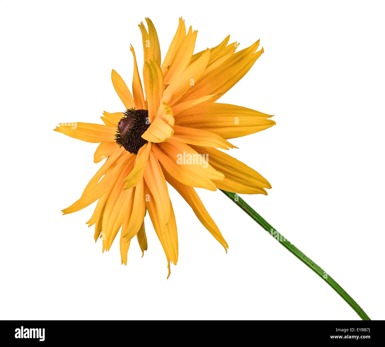 the flower rudbeckia isolated on white background Stock Photo