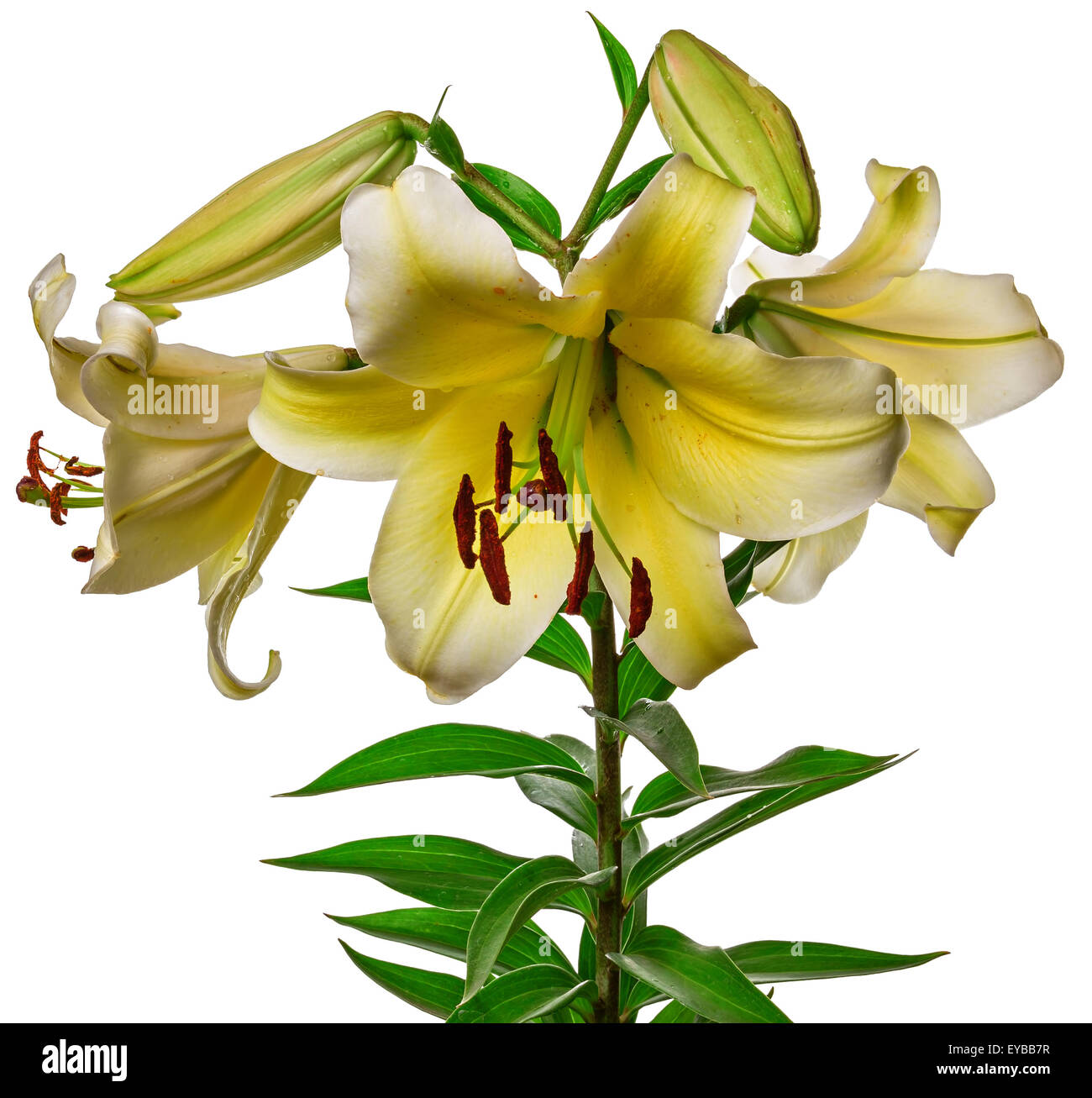 the flowers lily isolated on white background Stock Photo - Alamy