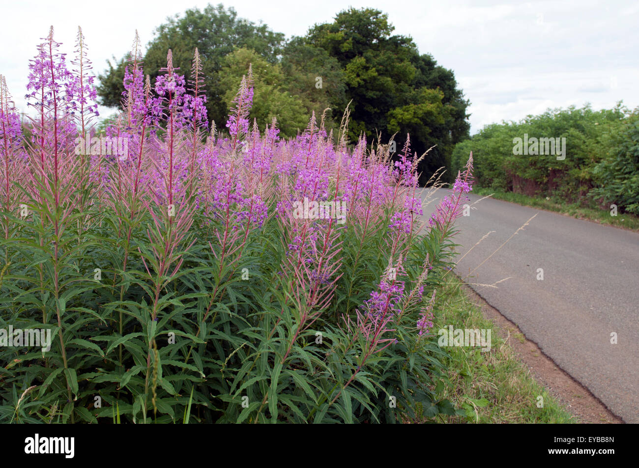 Roadside wildflowers, Rosebay Willowherb, Oxfordshire, UK Stock Photo