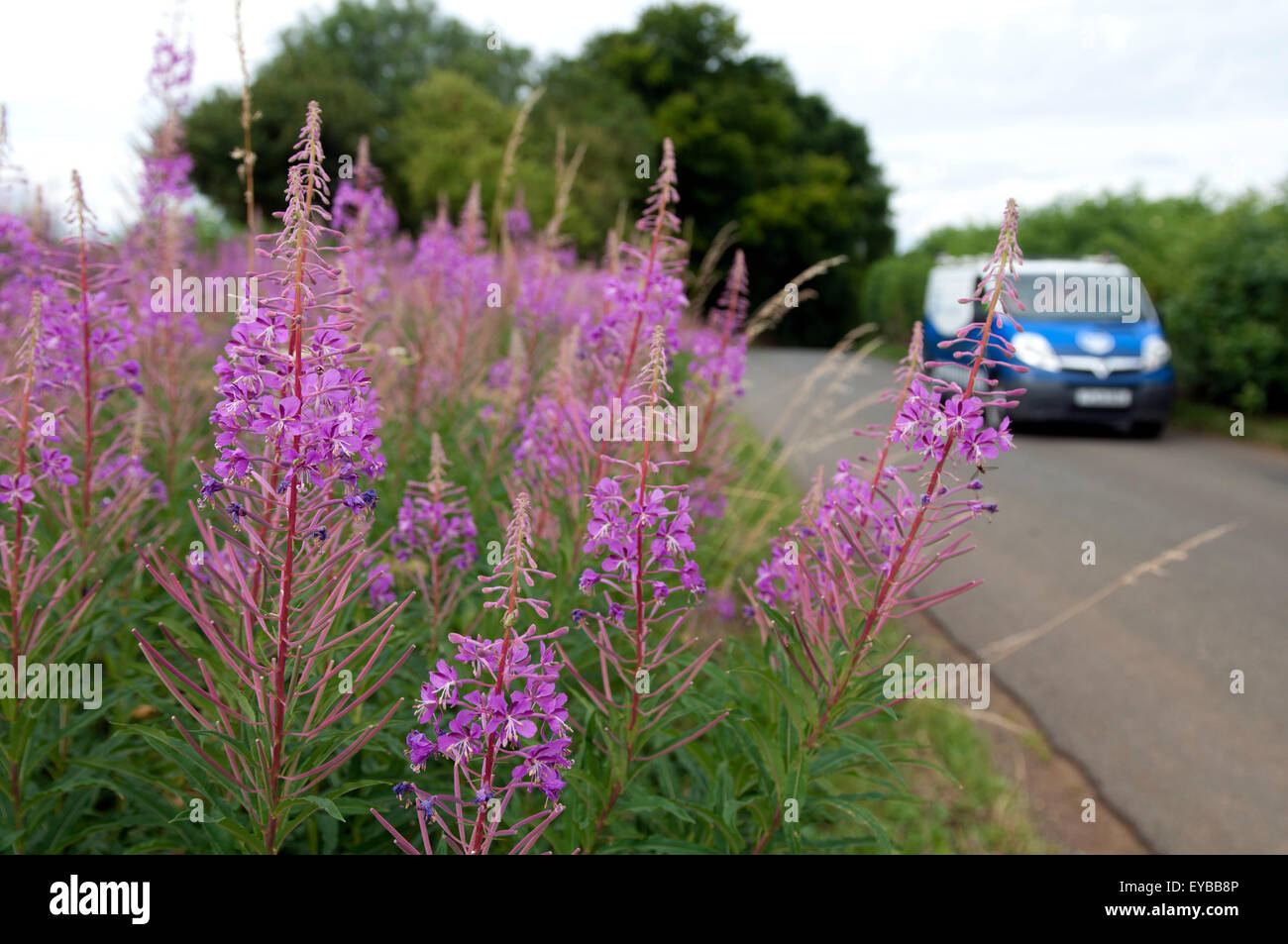 Roadside wildflowers, Rosebay Willowherb, Oxfordshire, UK Stock Photo