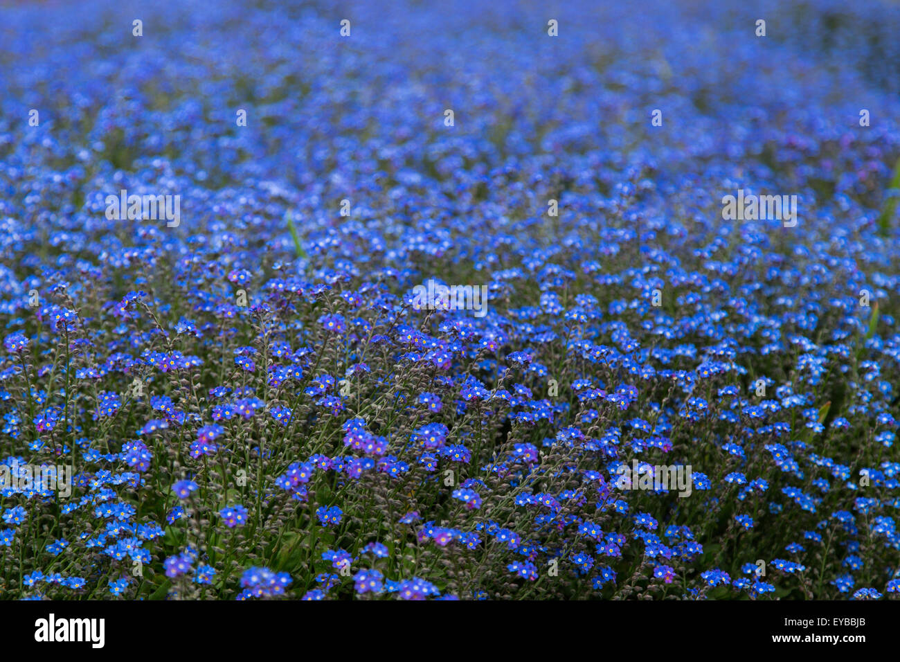 Kew Gardens London blue flowers Stock Photo Alamy