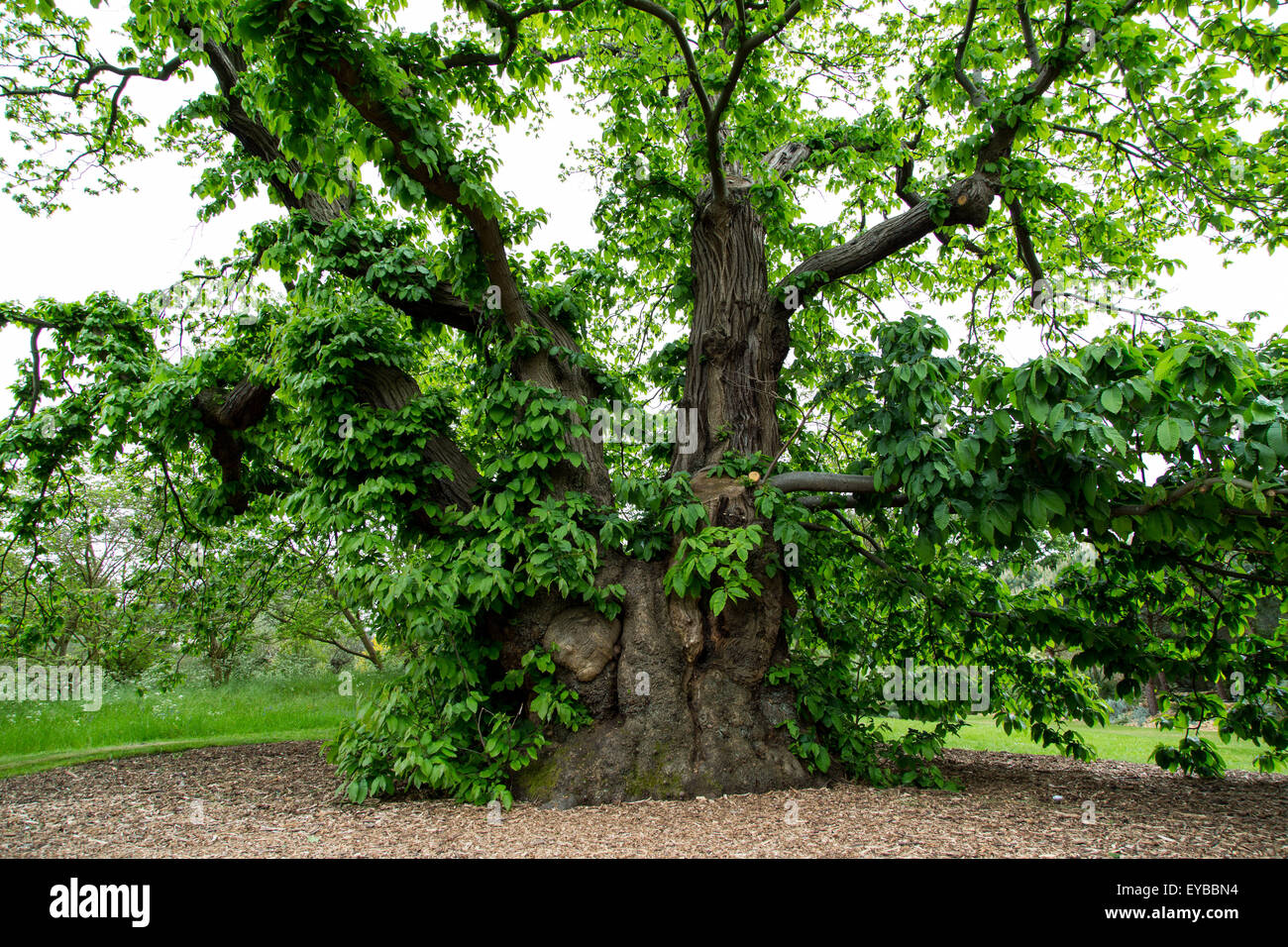 Kew Gardens London ancient sweet chestnut Stock Photo Alamy