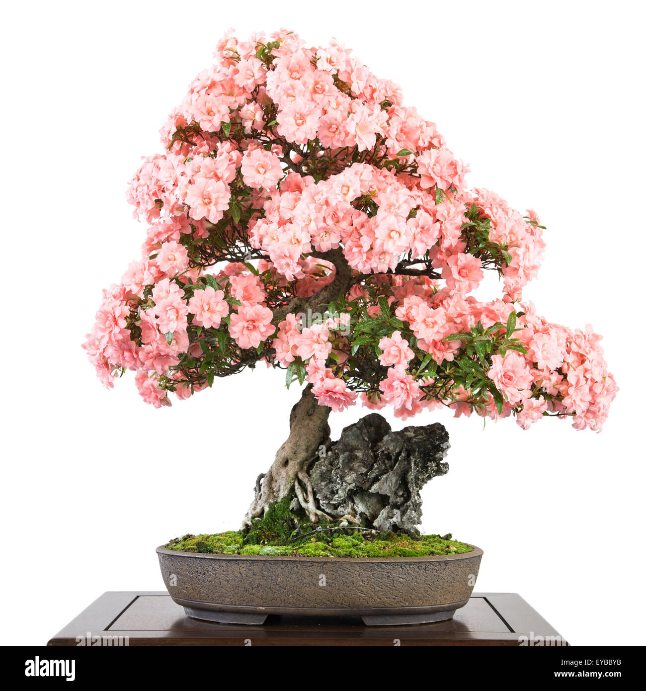 Azalea with pink flowers (Rhododendron indicum) as bonsai tree Stock Photo