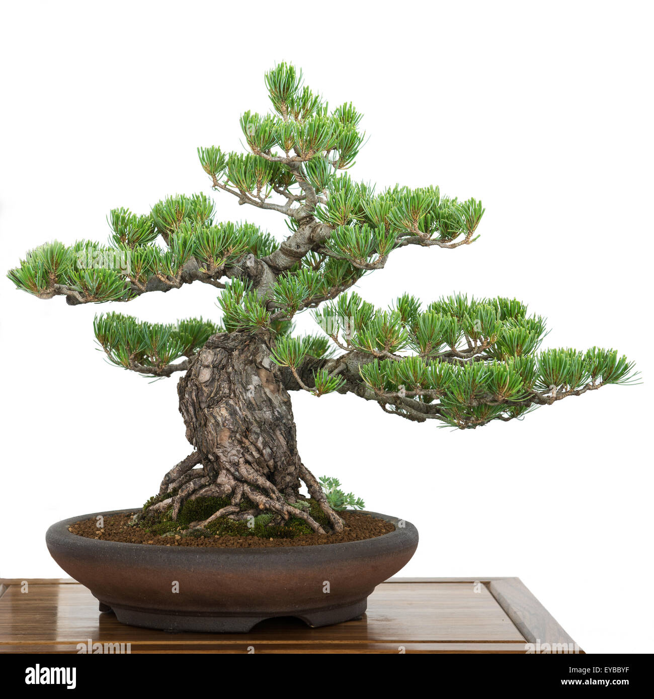 Pine (Pinus parviflora) from Japan as old bonsai tree Stock Photo