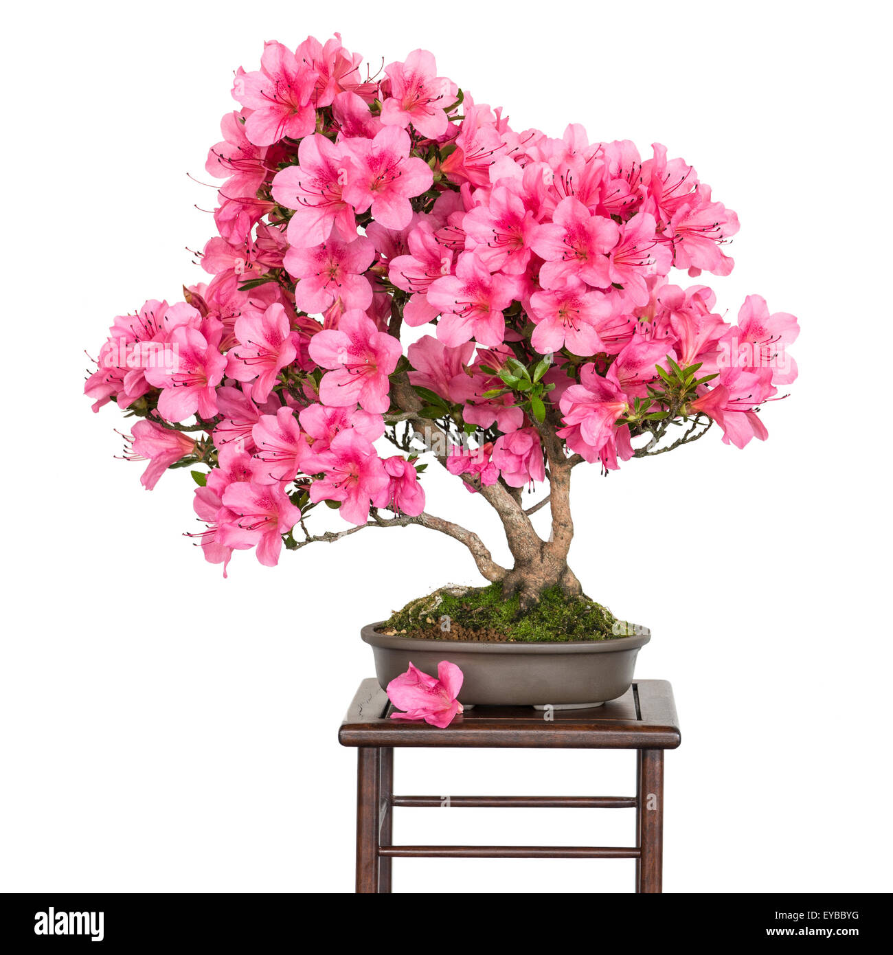 Rhododendron indicum Osakazuki as bonsai tree with pink flowers Stock Photo
