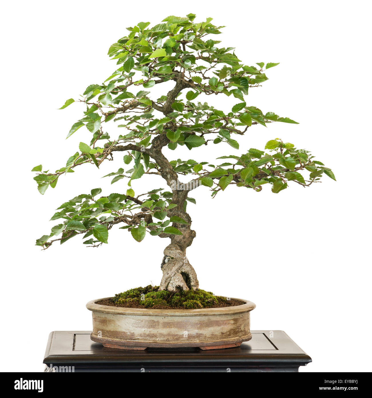 Bonsai hornbeam hi-res stock photography and images - Alamy
