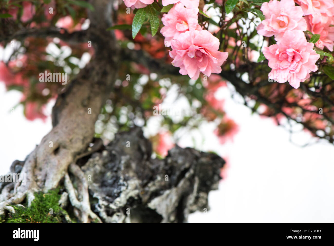 Close up of pink flowers of a bonsai tree Rhododendron indicum Stock Photo