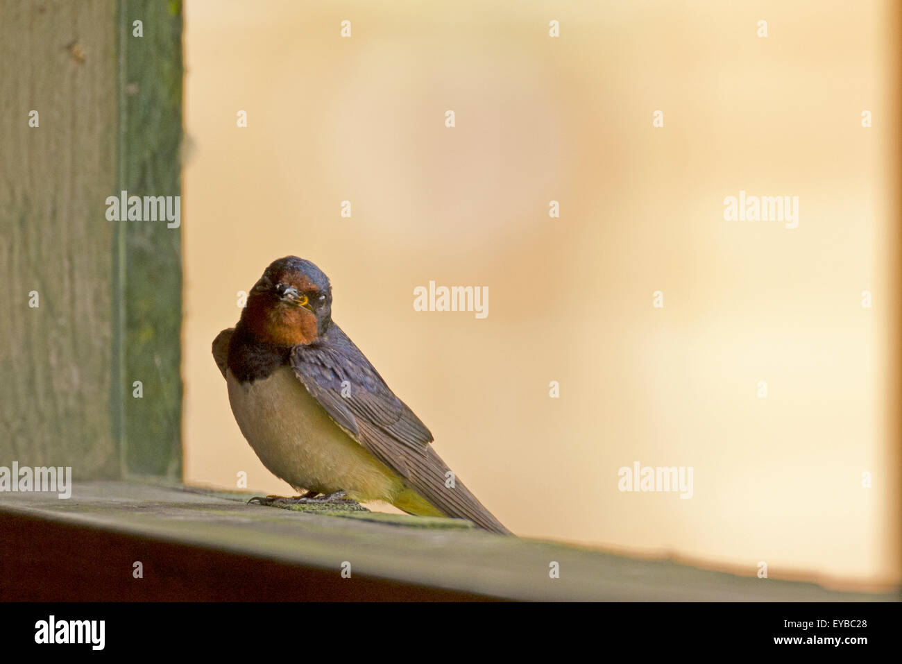 Swallow wild bird North Wales Uk Stock Photo