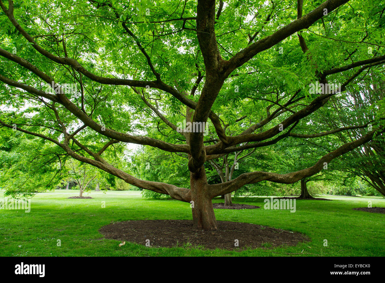 Kew Gardens Schneider's Zelkova tree Stock Photo
