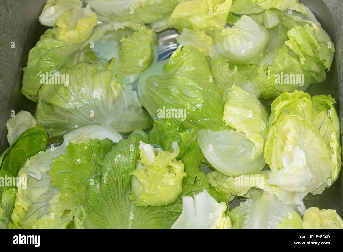 fresh romaine lettuce in bath in a tank with some water Stock Photo