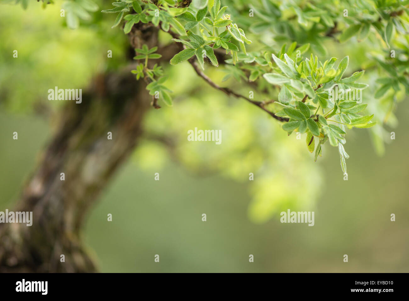 Close up of a cinquefoil bonsai tree (Potentilla) Stock Photo