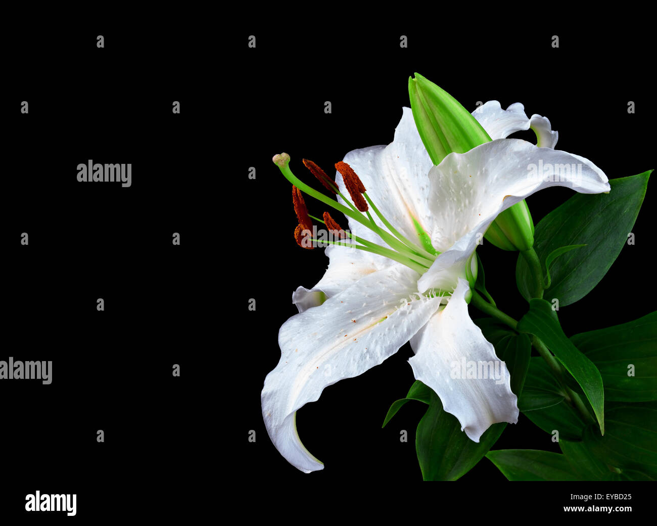 the flowers lily isolated on black background Stock Photo - Alamy