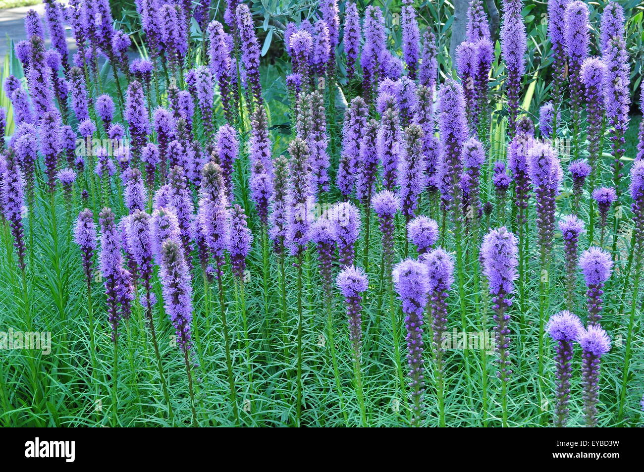 purple Gayfeather Flowers Stock Photo
