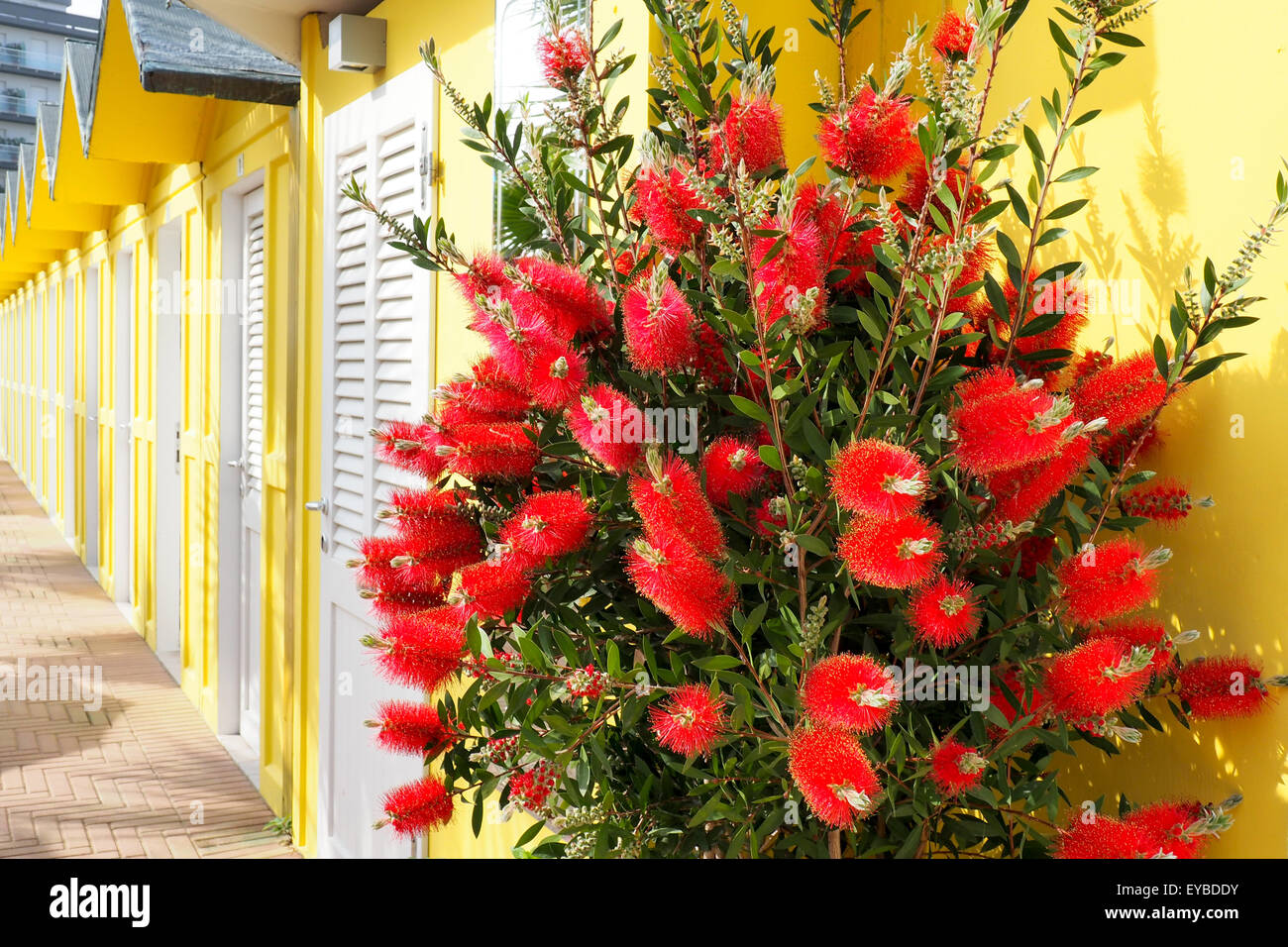 Bouquet of bottlebrush beside a row of yellow beach changing huts. Stock Photo