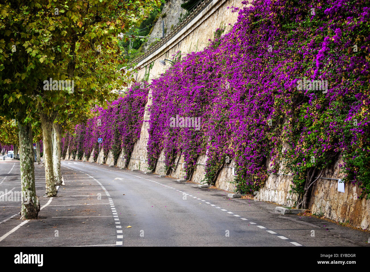 Mediterranean flowering shrub pink bougainvillea climbing stone wall  at beach road in Villefranche-sur-Mer, France Stock Photo