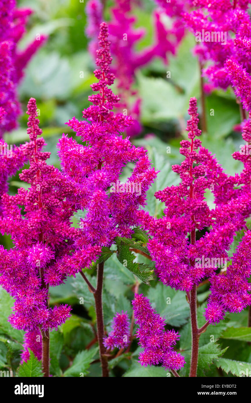 Feathery red-pink flowers of Astilbe chinensis var. taquetii 'Vision in Red' Stock Photo