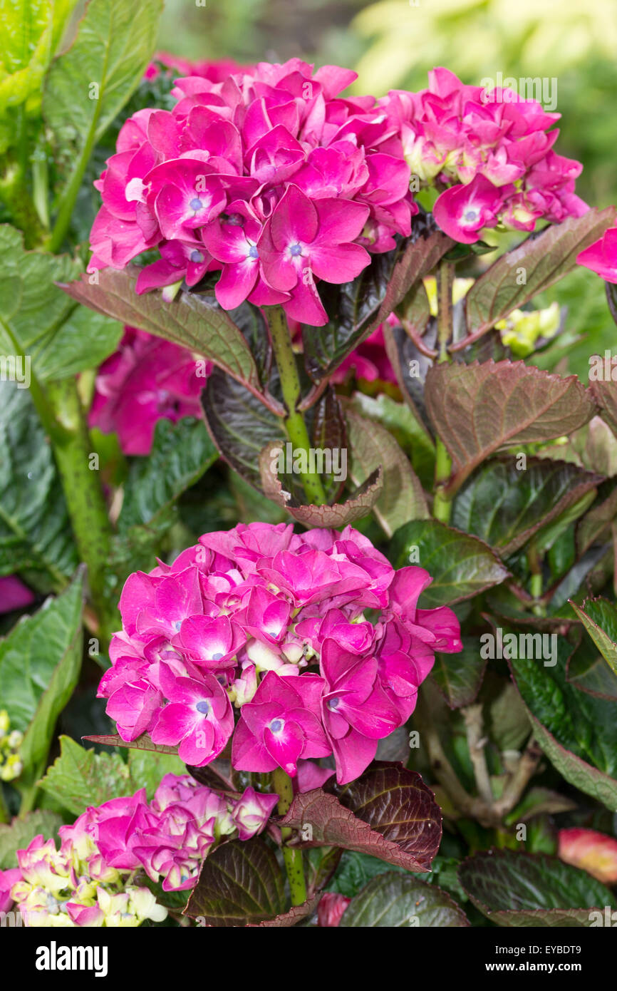 Mophead flowers of Hydrangea macrophylla 'Merveille Sanguine' stand