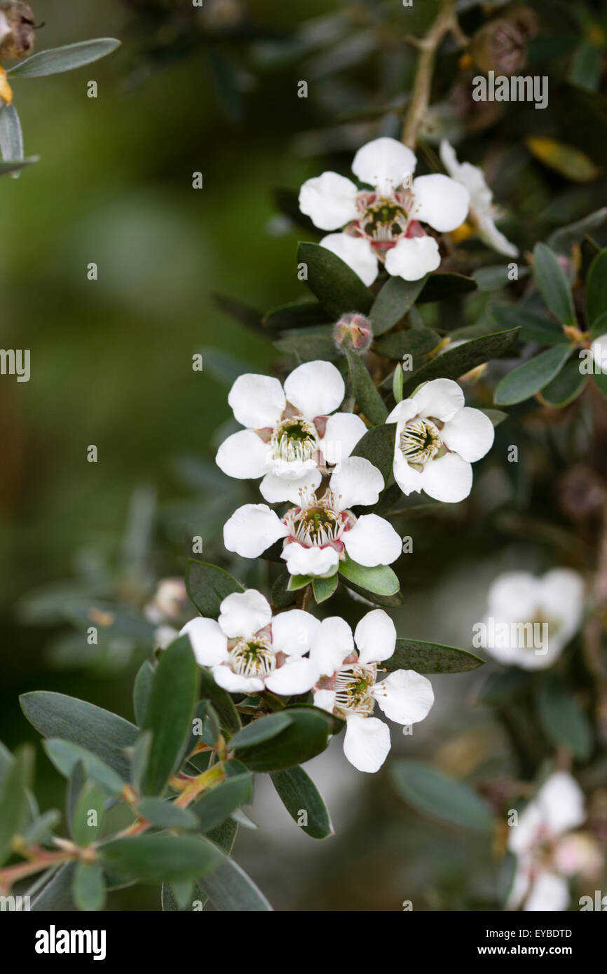 White summer flowers of the half-hardy large shrub, Leptospermum grandiflorum, the Mountain tea tree Stock Photo