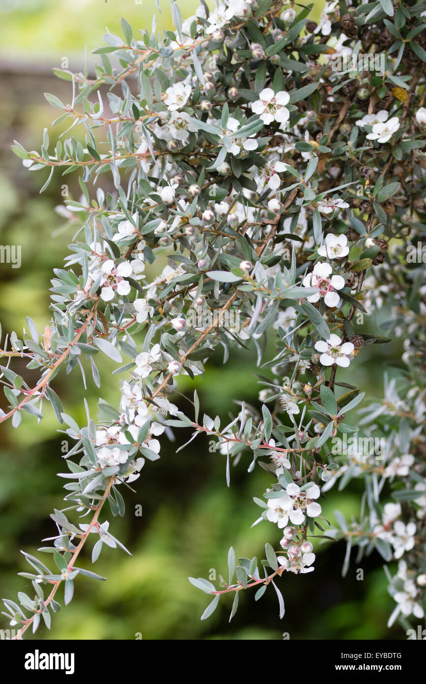 White summer flowers of the half-hardy large shrub, Leptospermum grandiflorum, the Mountain tea tree Stock Photo