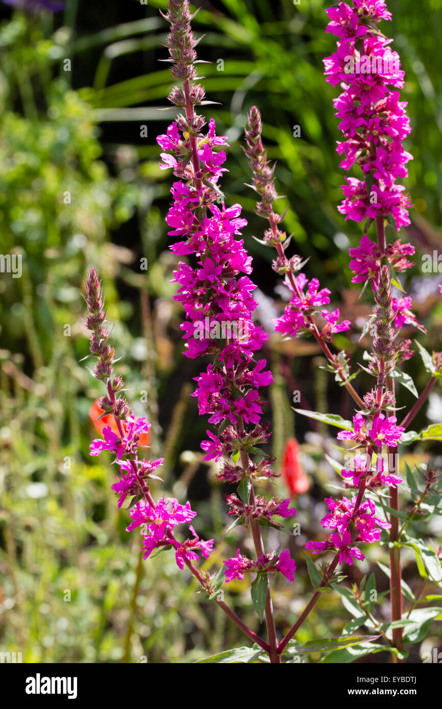 Upright flower stalks of the pink bloomed Lythrum salicaria 'The Rocket' Stock Photo